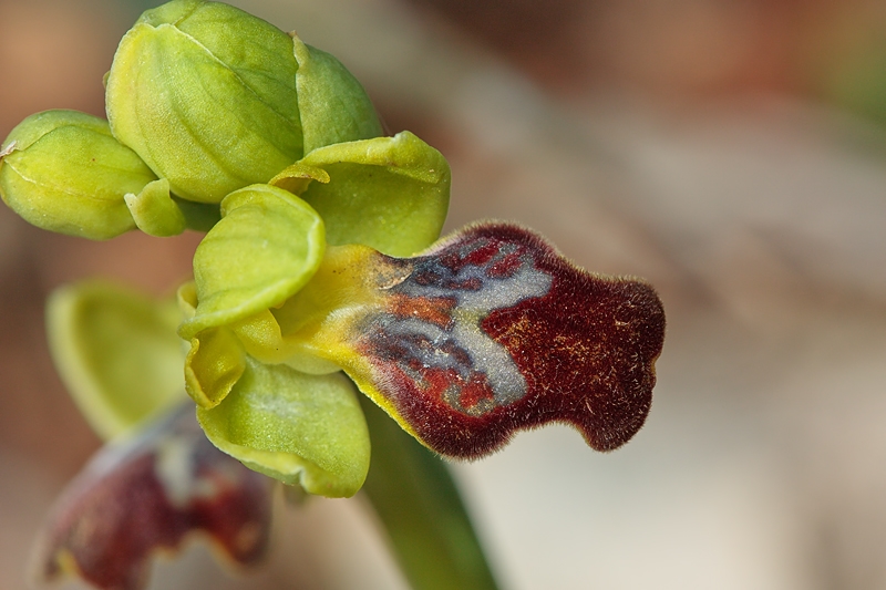 Orchids from Malta